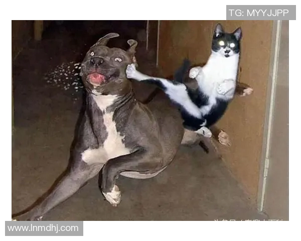 足球明星挑战极限踢球进篮筐的惊险瞬间与精彩回放 足球明星挑战极限踢球进篮筐的惊险瞬间与精彩回放